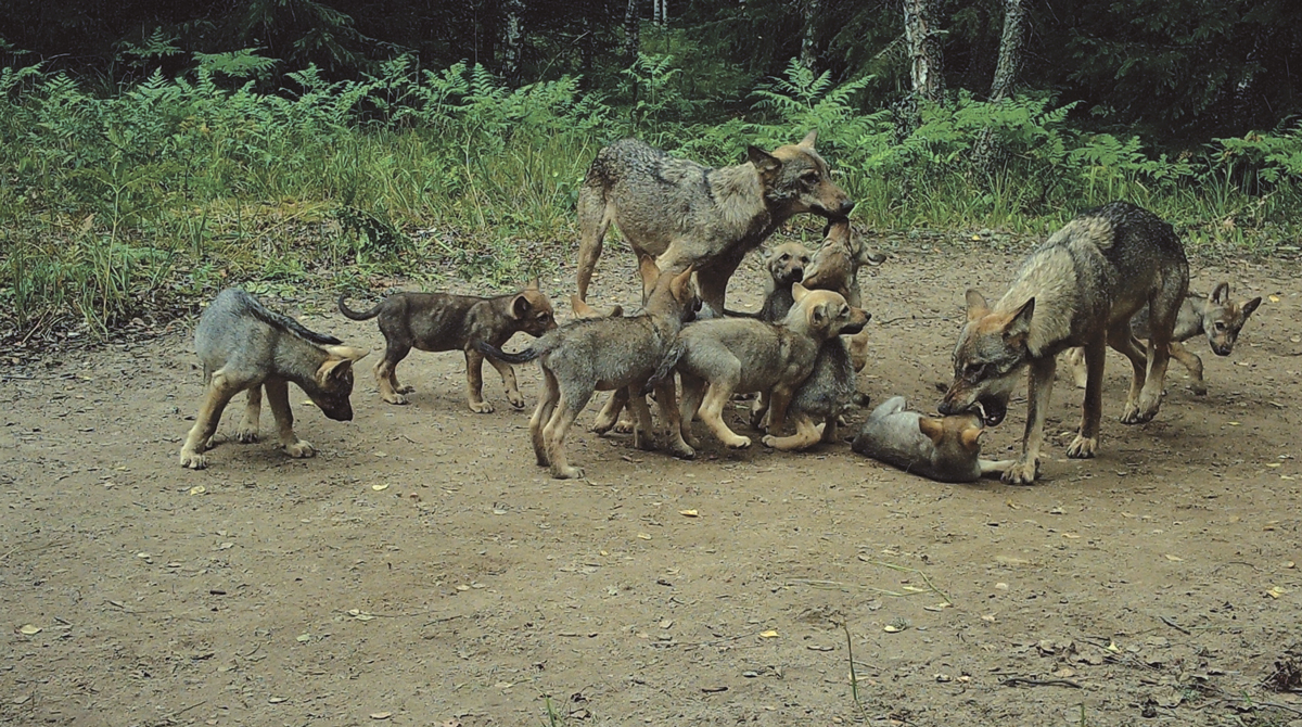 Wolf breeding clan under conditions of surplus prey abundance in Naliboki Forest:  a new&nbsp;phenomenon