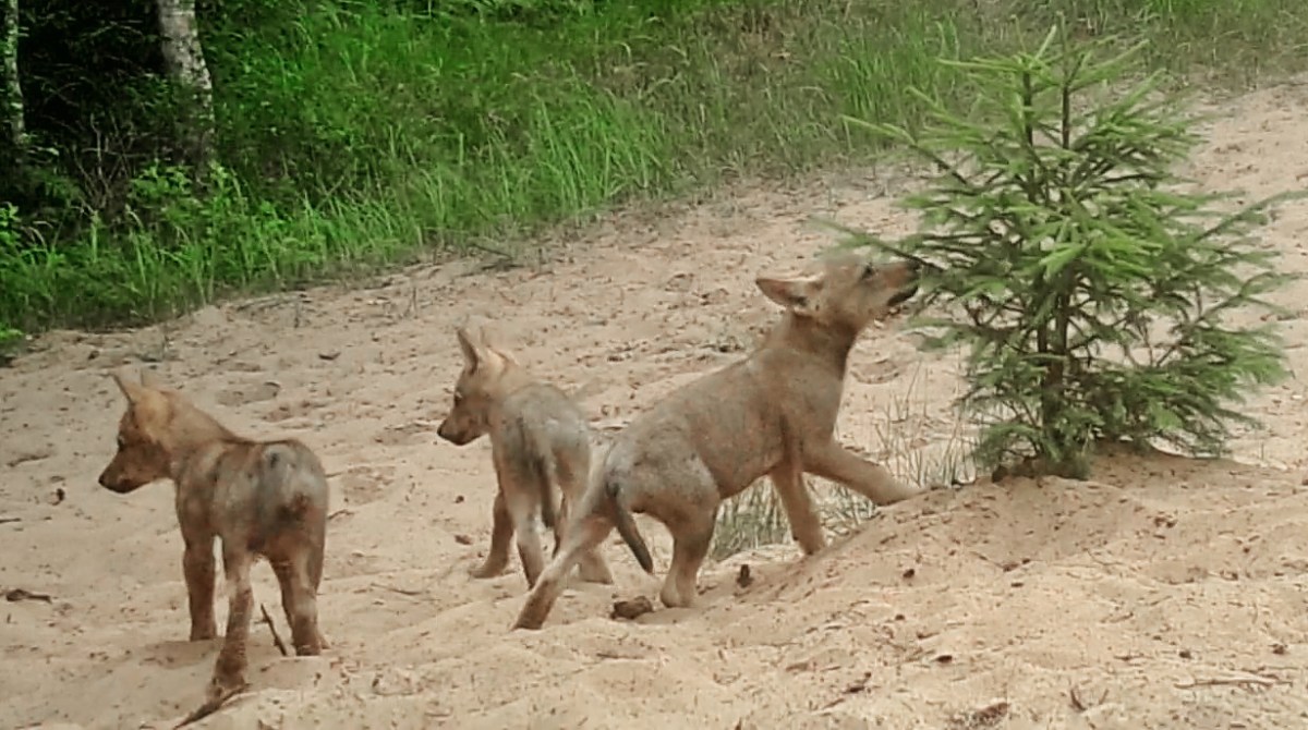 Unusually early wolf denning this&nbsp;spring