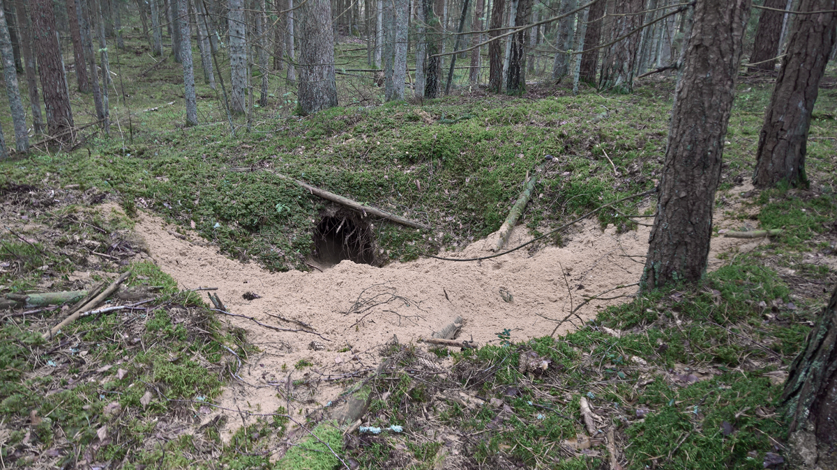 Abundance of signs of denning in wolves in relation to&nbsp;weather