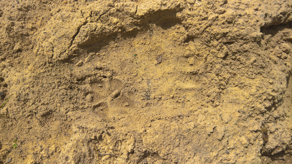 Another brown bear attack on wolf pups&nbsp;discovered