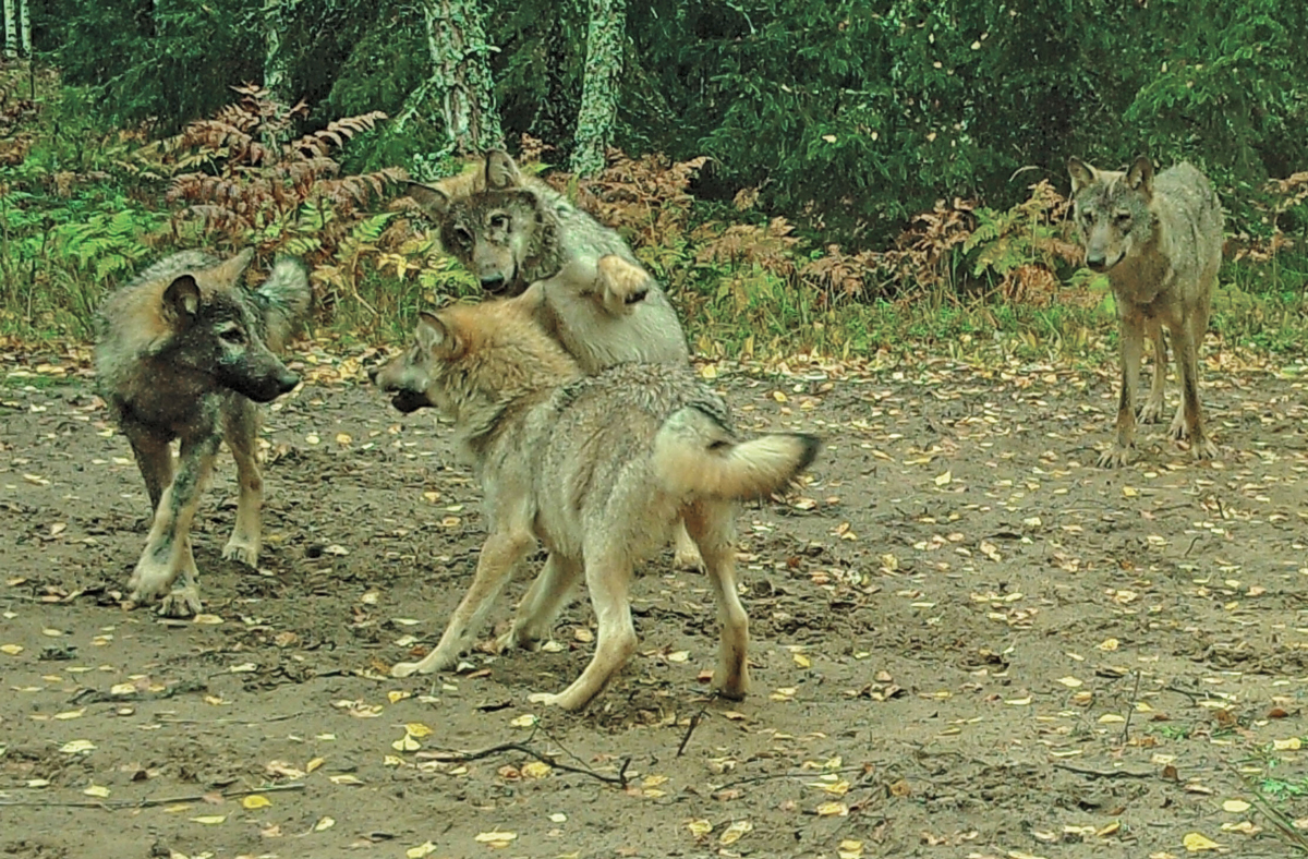 Again, higher survival of wolf pups in the conditions of lower numbers of lynxes and brown bears in summer&nbsp;2025