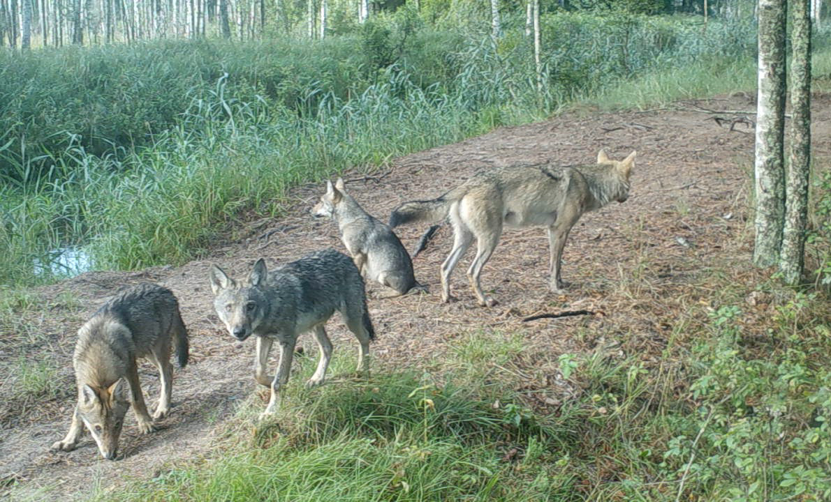 Some findings on the development of a wolf reproduction clan – Zoology ...