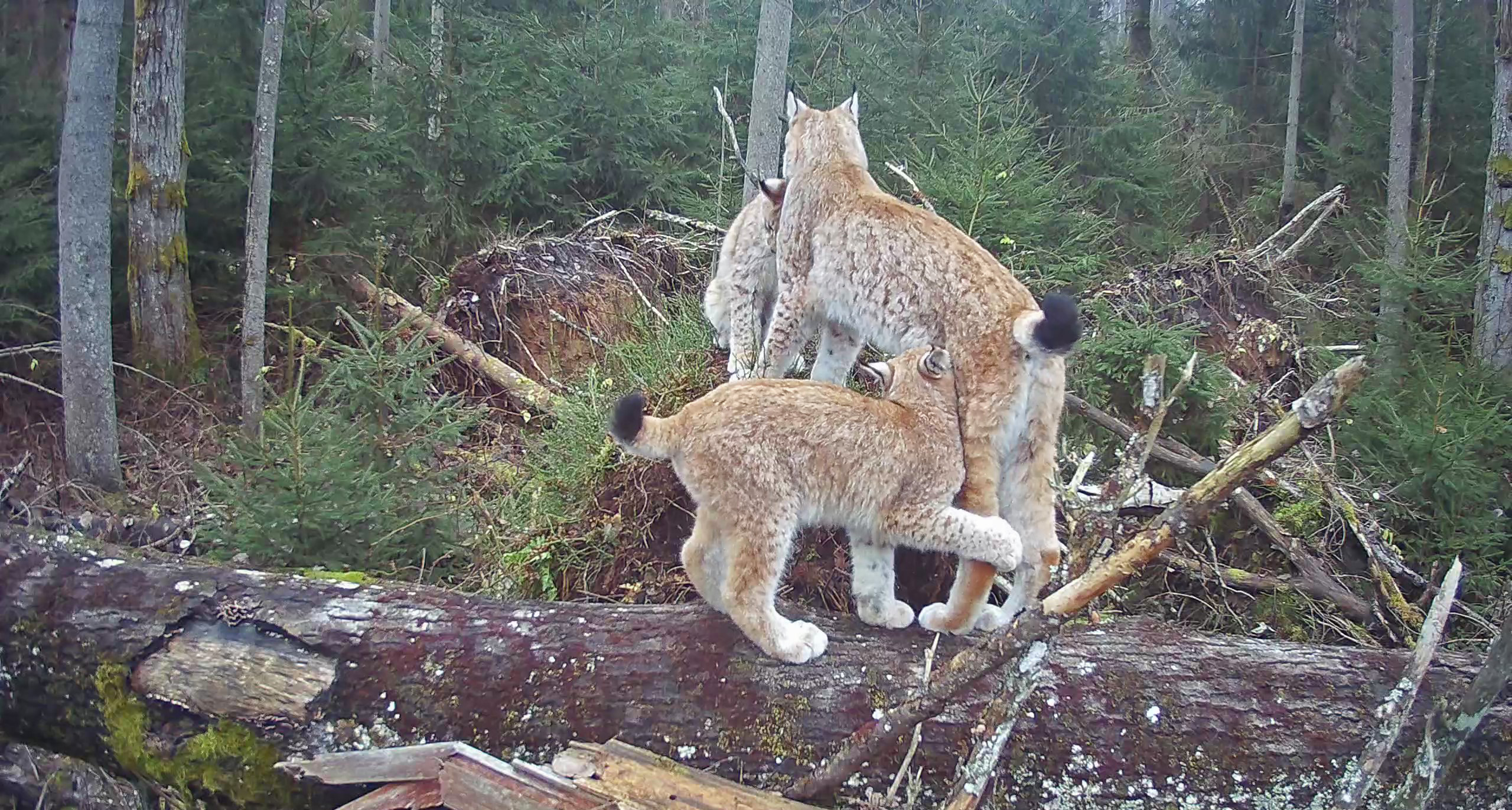 At least ten-year-old female lynx Aurelja has two kittens this