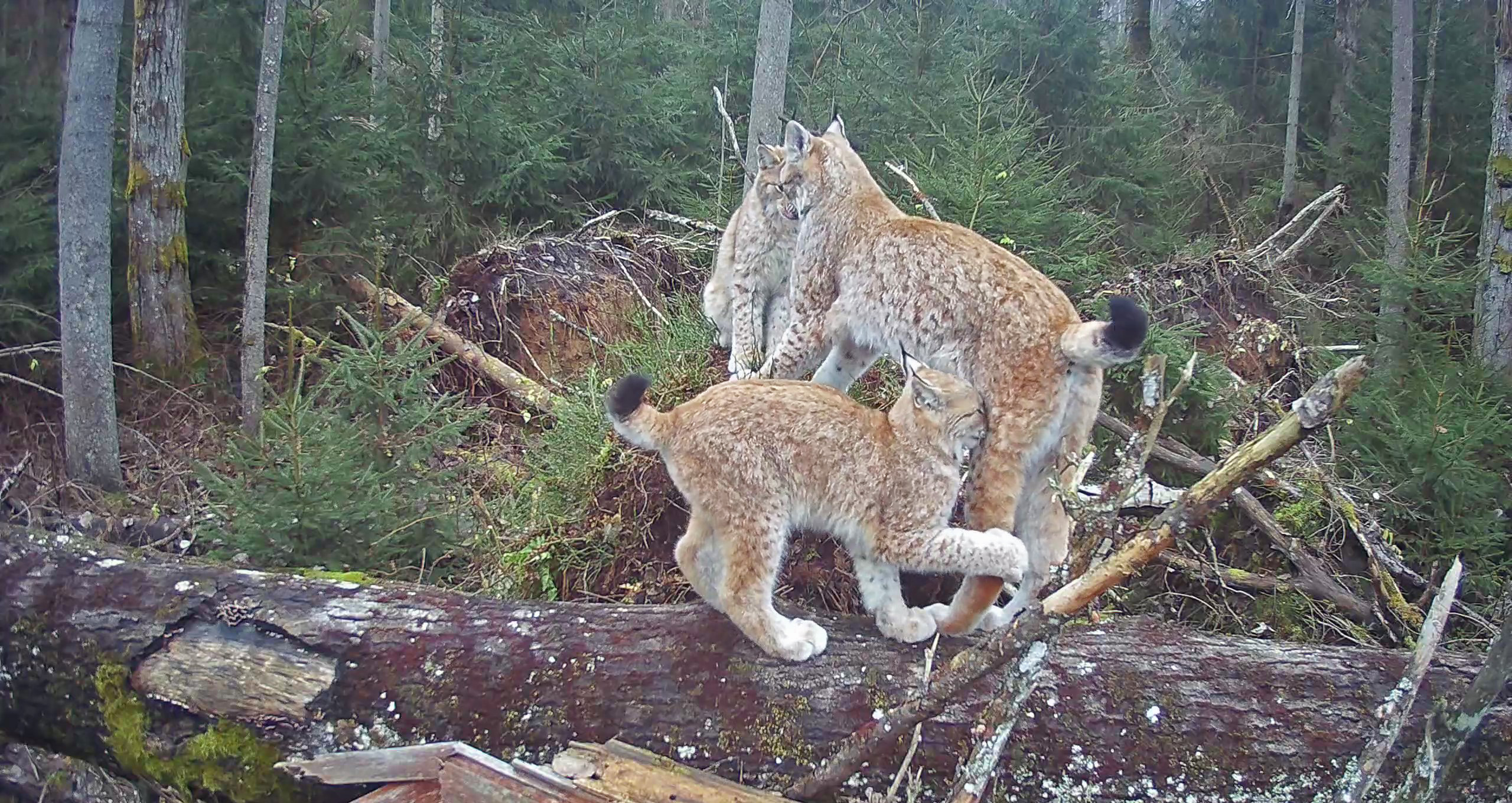 At least ten-year-old female lynx Aurelja has two kittens this