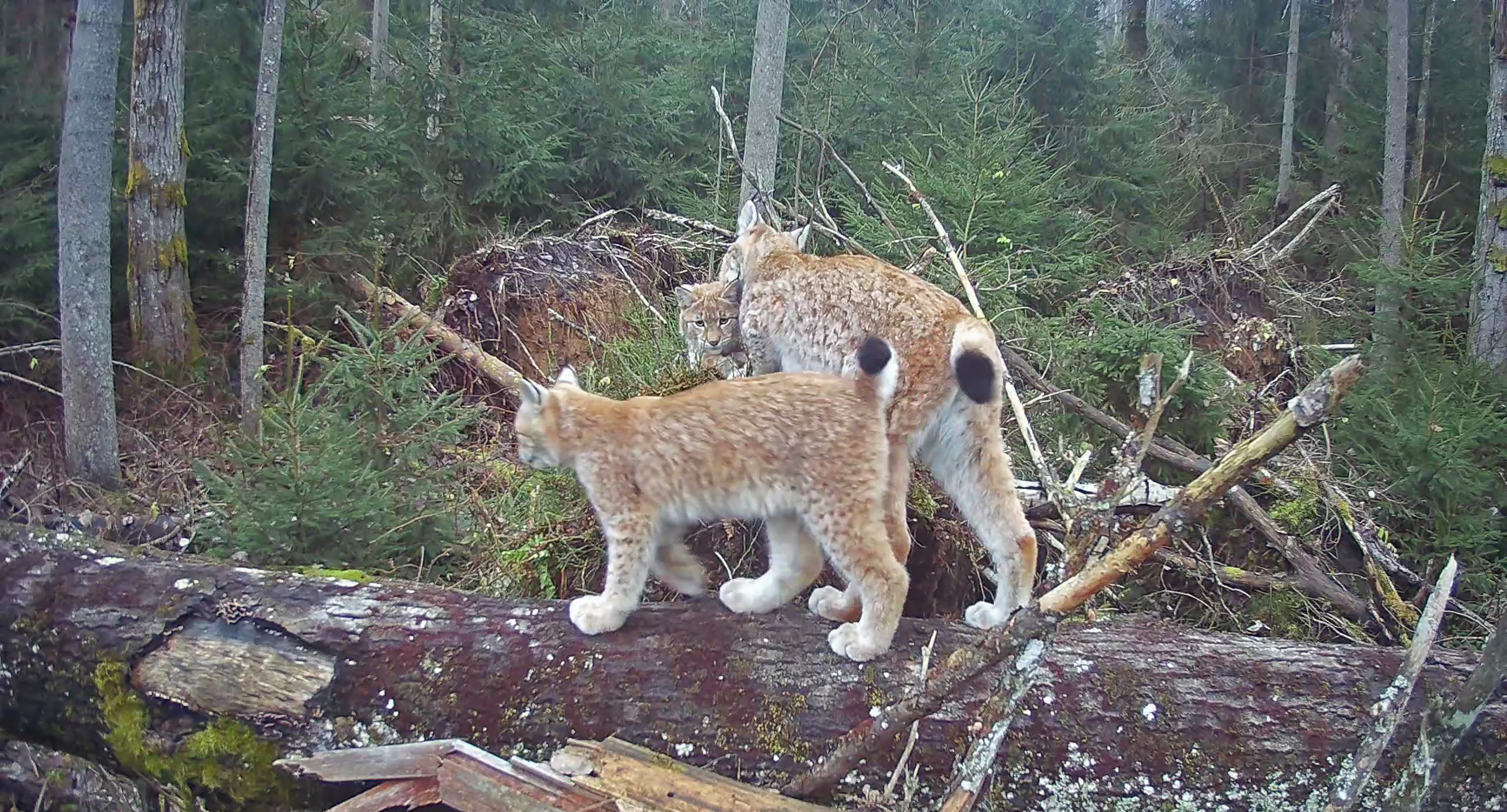 At least ten-year-old female lynx Aurelja has two kittens this