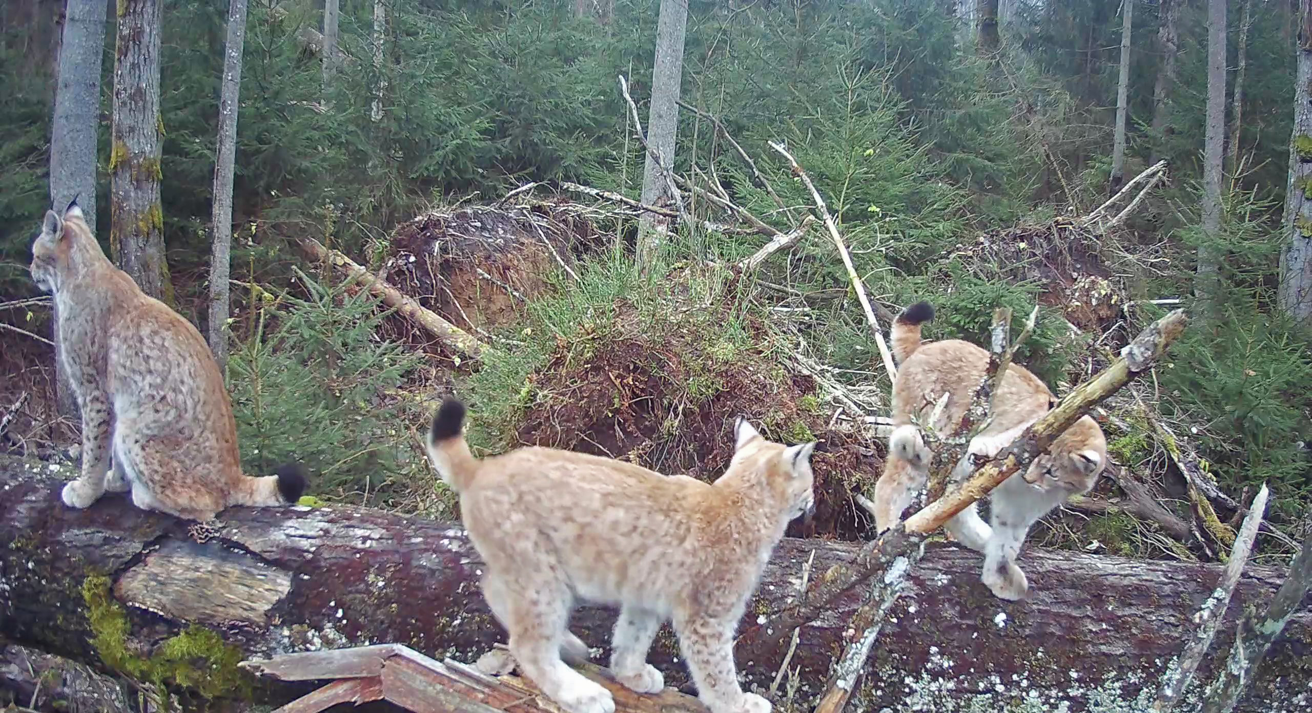 At least ten-year-old female lynx Aurelja has two kittens this