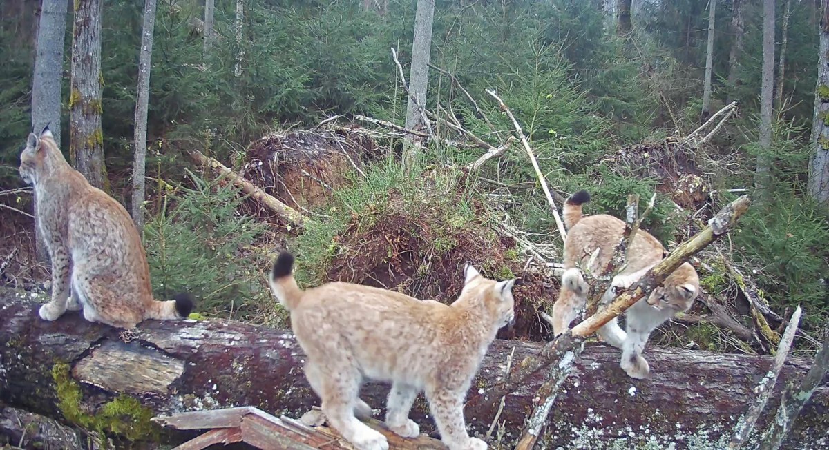 At least ten-year-old female lynx Aurelja has two kittens this&nbsp;year