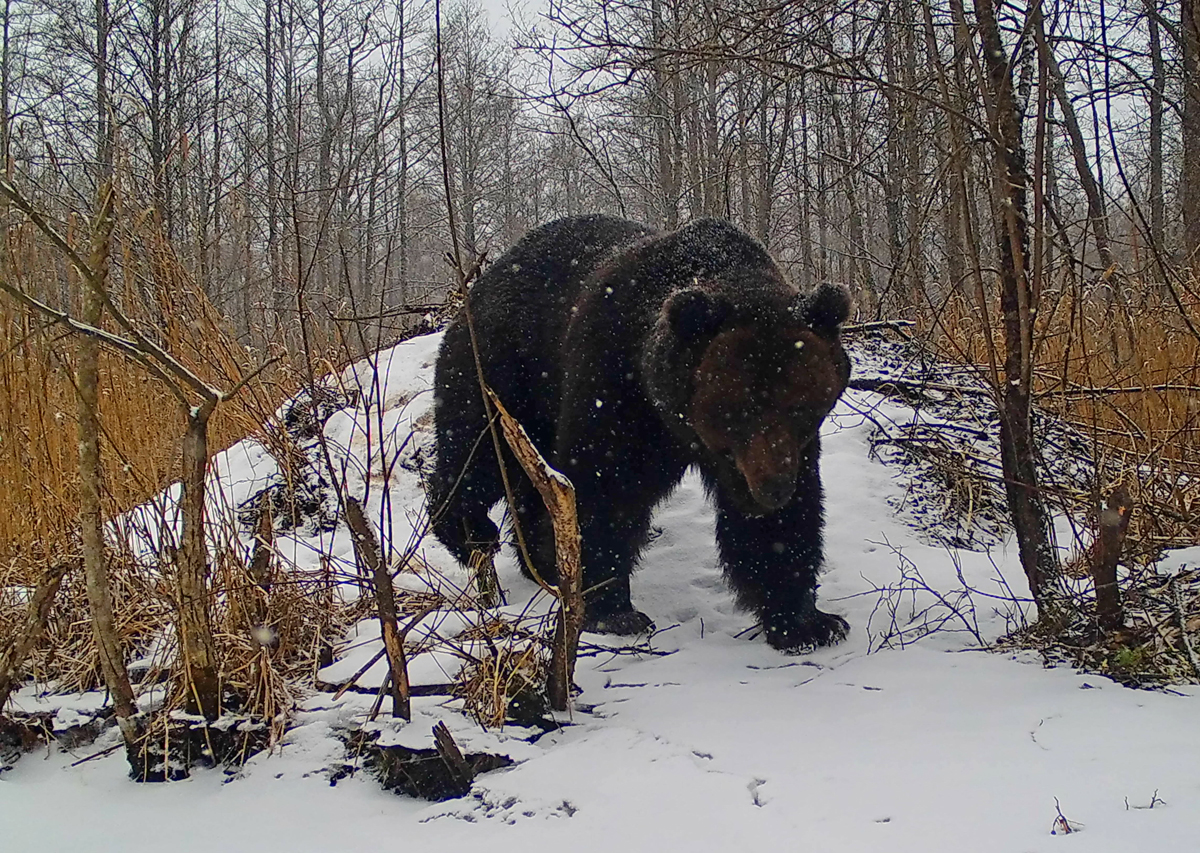 The Reproductive Struggle of Wolves and Brown Bears: Next Steps in Our&nbsp;Study