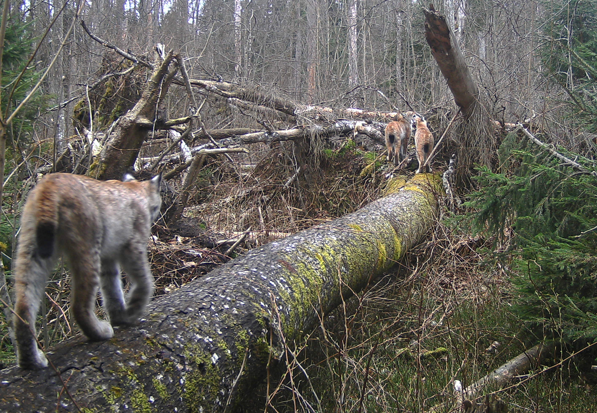 One more case of lynx kitten stay with the mother in&nbsp;April