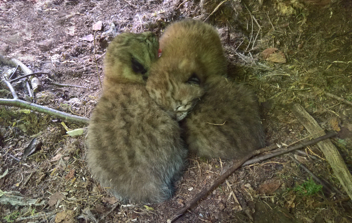 One more finding of a lynx&nbsp;lair