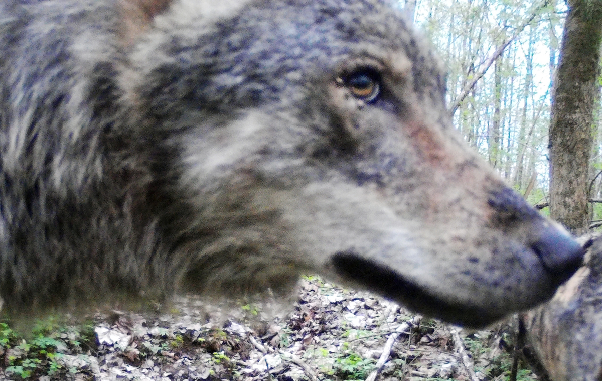 One underestimated cause of wolf pup&nbsp;mortality