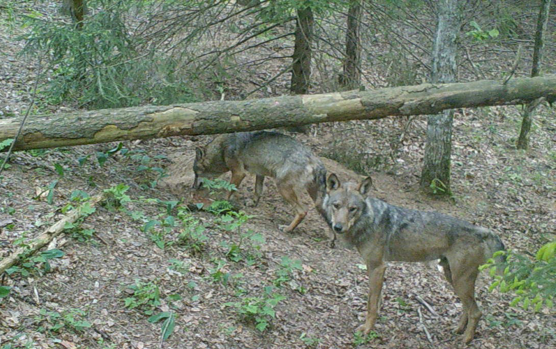 Short report on the study of breeding and denning behaviour in wolves in Naliboki Forest, April–May&nbsp;2026