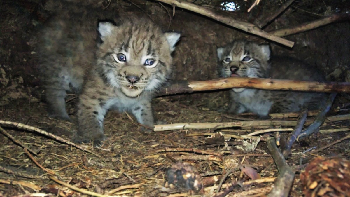 Behavioural breakthrough: adult male lynx staying with kittens in the&nbsp;lair
